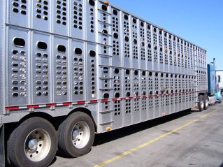 factoring for cattle carriers